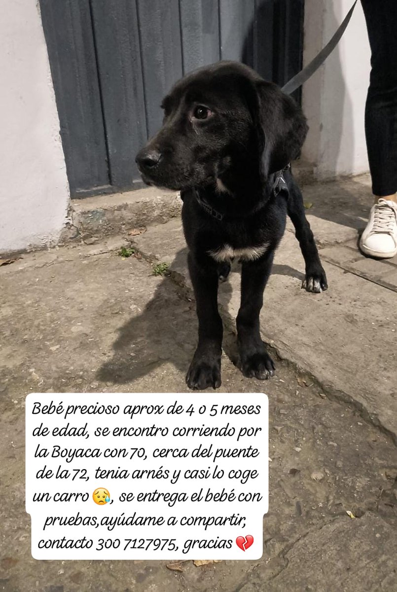 namarievenstar's tweet image. 🆘 Servicio social - Perrito encontrado en #Bogotá Av.Boyacá cll 70. Tiene arnés y correa. Negro con paticas blancas. Se busca a su familia
@andreanimalidad @MONYRODRIGUEZOF @CamiloJaramill @Osli2024 @YMFajardo1106 @akalapatriciam @Marce_Tabares @losbuscamos_col @MascotasCaracol