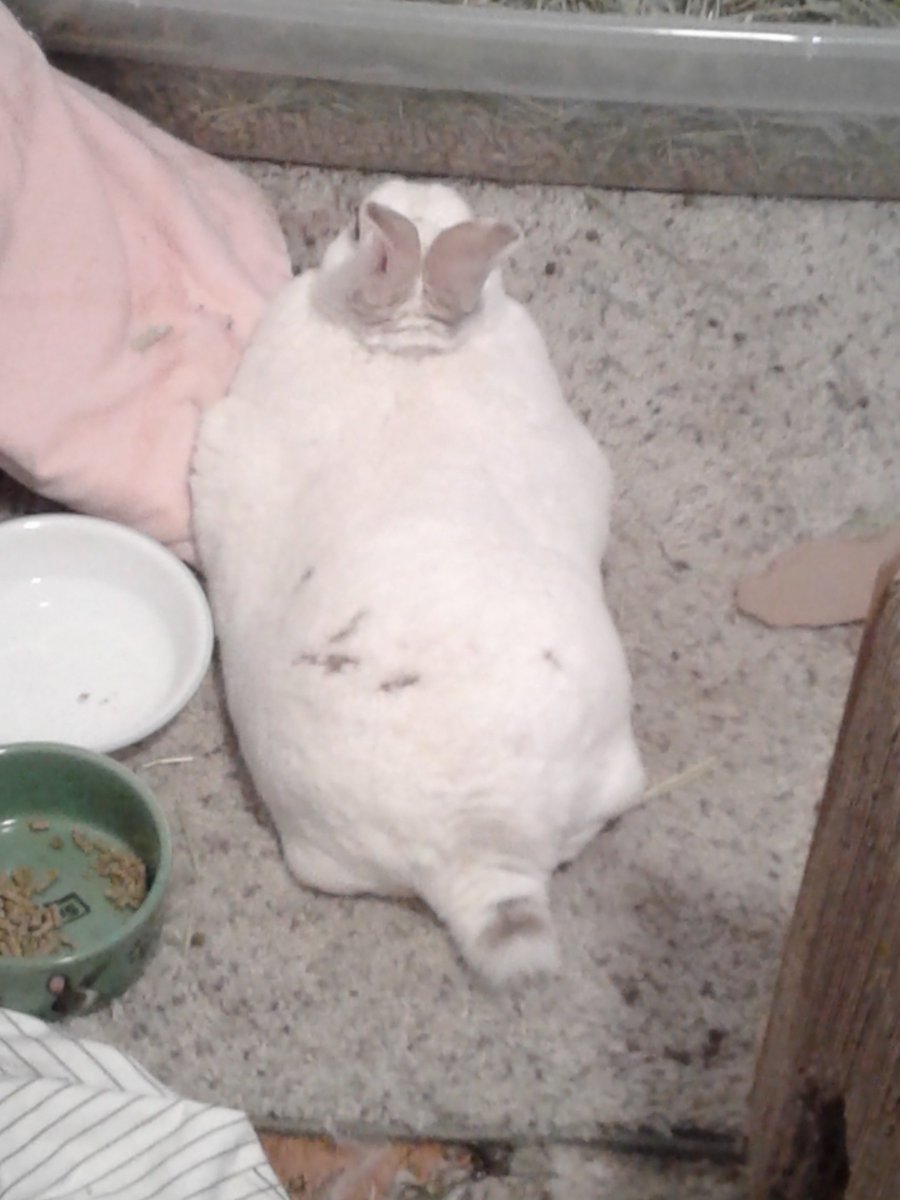 floorsharkmomma's tweet image. lasagna-pan shaped bunneh #CloverRex