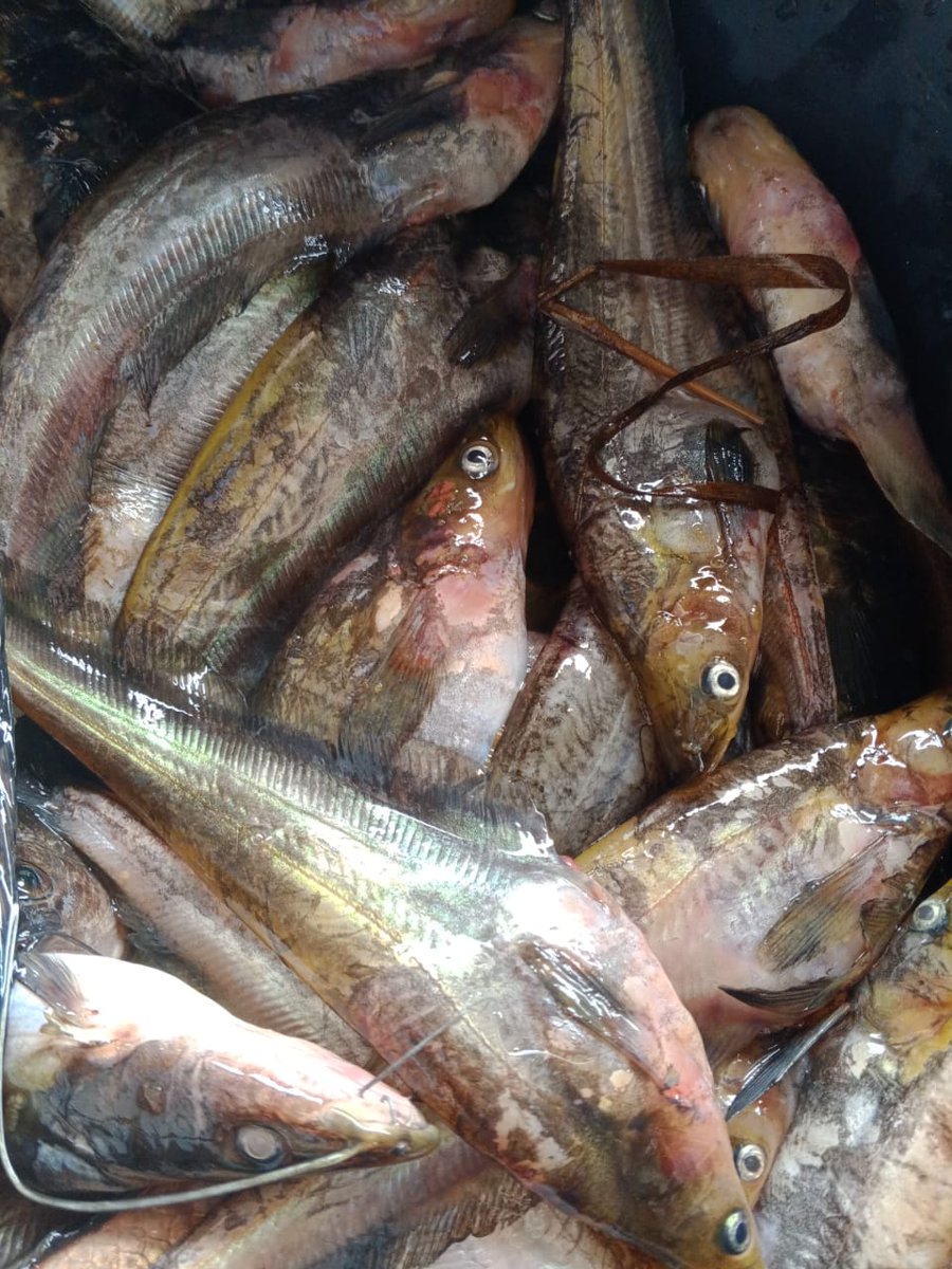 Penyu7satu's tweet photo. Selasa (19/11/2024), R Yana Perdana, Luhkan Kab Sukamara, di KUB sehati kita bersama, desa Pulau Nibung, Melaporkan tangkapan Ikan kerandang dan lais, Gill Net, November 2024, Sebanyak 8kg &amp; 3 kg, harga 30.000.
#GiatLuhkanSatmingkalGONDOL
#Sukamara
#Tangkap https://t.co/Bq2YMIHW1R