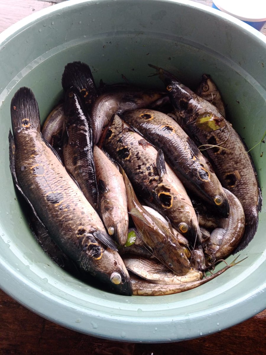 Penyu7satu's tweet photo. Selasa (19/11/2024), R Yana Perdana, Luhkan Kab Sukamara, di KUB sehati kita bersama, desa Pulau Nibung, Melaporkan tangkapan Ikan kerandang dan lais, Gill Net, November 2024, Sebanyak 8kg &amp; 3 kg, harga 30.000.
#GiatLuhkanSatmingkalGONDOL
#Sukamara
#Tangkap https://t.co/Bq2YMIHW1R