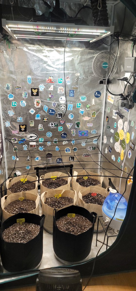 ColdAzzIsis89's tweet photo. Sponsored by @MarsHydroLight 3x3 ⛺️ Under the #FC3000 light💡@Henry117 

8 autoflowers planted in 5 gallon fabric pots 

#onlyplants #Mmemberville #virginiaisforgrowers #Autoflower #Marshydrogrowtentkit #Marshydroclipfan #Marshydro https://t.co/45WcEm3hzZ