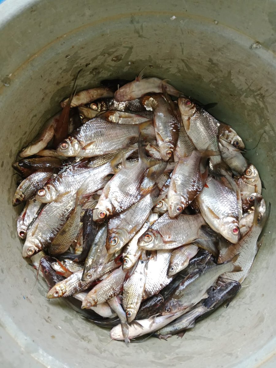 Penyu7satu's tweet photo. Selasa (19/11/2024), R Yana Perdana Kusumah, Luhkan Kab Sukamara, di KUB Makmur Bersama, Desa Pulau Nibung, Melaporkan tangkapan Ikan kelabau &amp; ketulai, Gill Net, November 2024, Sebanyak 3 kg dan 5 kg, harga 30.000 &amp; 20.000/kg.
#GiatLuhkanSatmingkalGONDOL 
#Sukamara
#tangkap https://t.co/GJvf0OdIsU