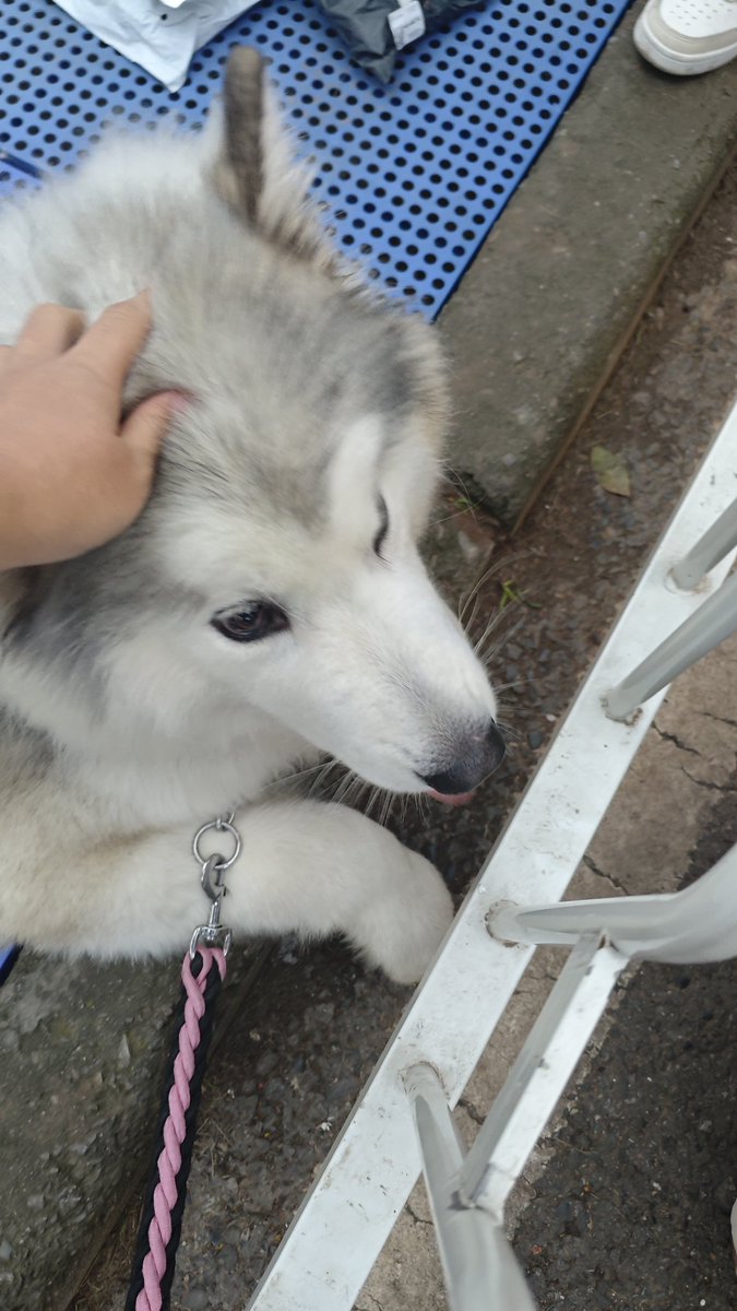 FuYaoWhirlwind tweet media