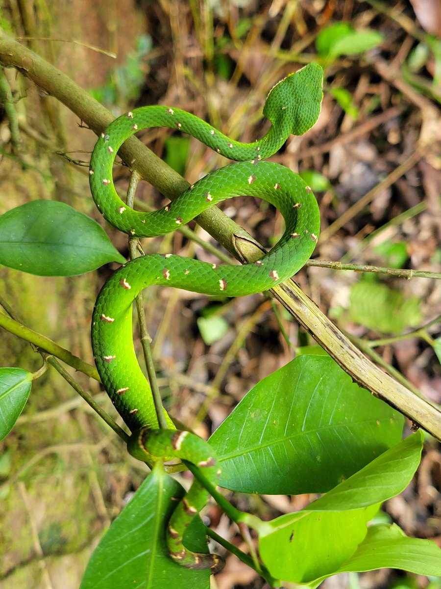Seeing colors on #snakes like this viper in the field never get old!