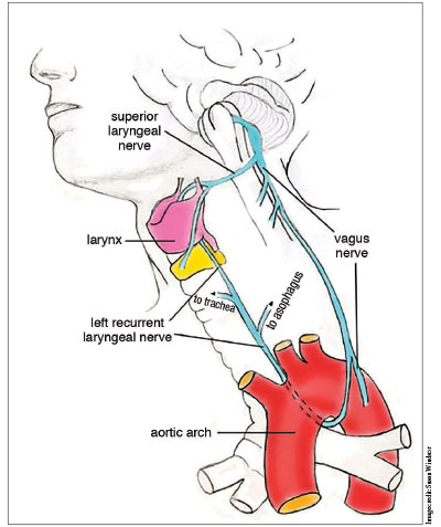 Cap_Muscovy's tweet photo. @sweatyspice12 Every time someone says there is a creator that has perfect and infinite knowledge, I remember the Recurrent Laryngeal Nerve with the unnecessary U-turn in the neck. https://t.co/HySjPcKV0W