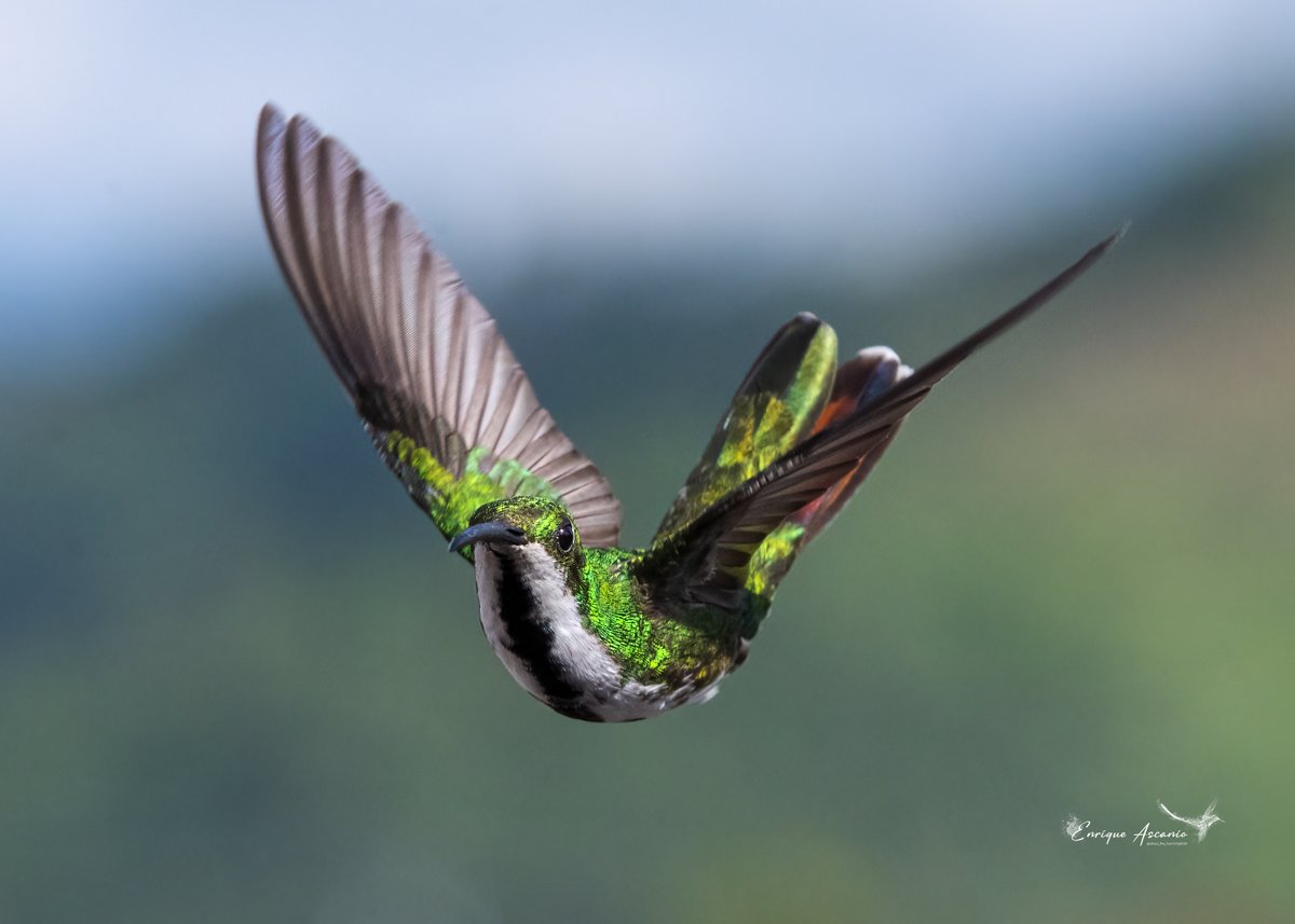 AHummingbirds's tweet photo. (Antharacothorax nigricollis ) [ Black - thoated mango ] Hembra. https://t.co/dOyXipvYpn