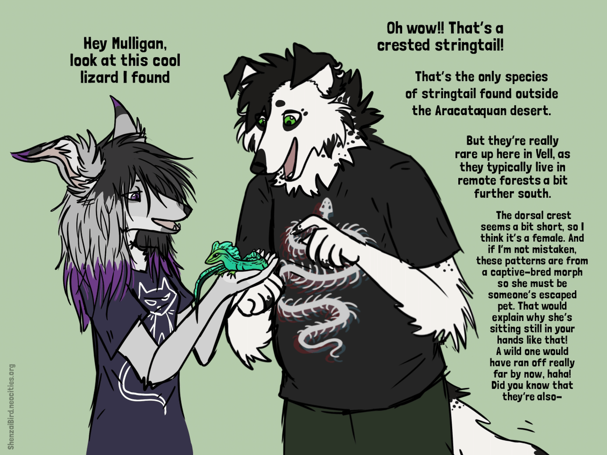 Yesterday was Mulligan's birthday, and I had "Skyler showing a lizard to Mulligan" in my list of ideas to draw for so long so I decided to sketch something in between some commissions hehe
#furry