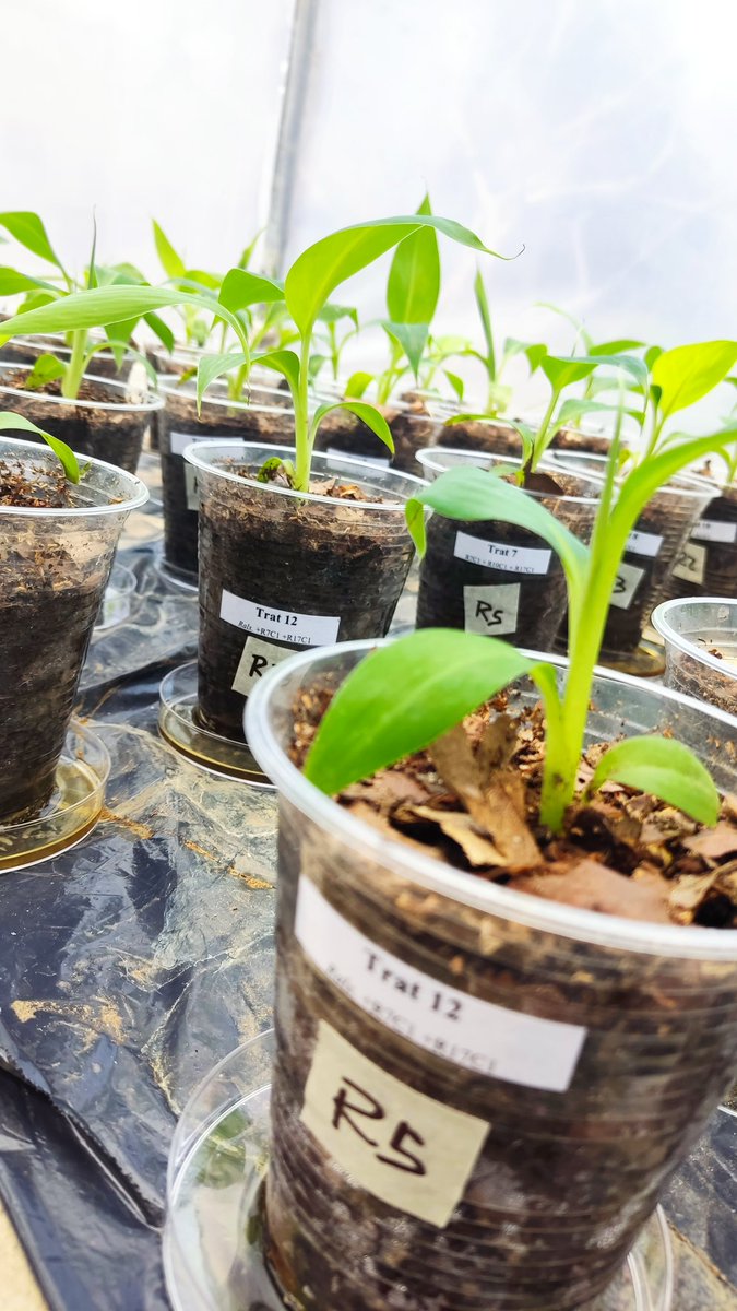 Frearmag3's tweet image. El Moko se ha convertido en la mayor amenaza para nuestro banano y plátano - su persistencia es preocupante. Esta semana cumplimos un gran hito en @espol al usar una nueva tecnología para su control - Bacteriofagos (Seguros, Selectivos y Eficaces). @aebeecuador @AgriculturaEc