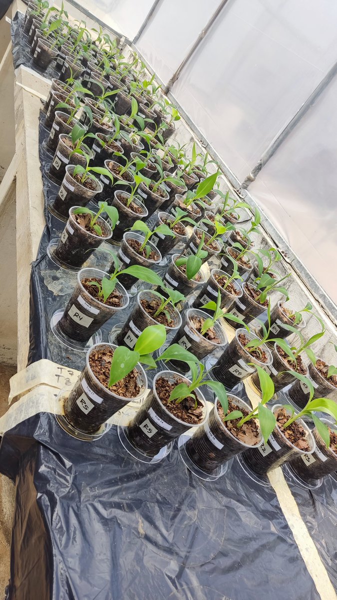 Frearmag3's tweet image. El Moko se ha convertido en la mayor amenaza para nuestro banano y plátano - su persistencia es preocupante. Esta semana cumplimos un gran hito en @espol al usar una nueva tecnología para su control - Bacteriofagos (Seguros, Selectivos y Eficaces). @aebeecuador @AgriculturaEc