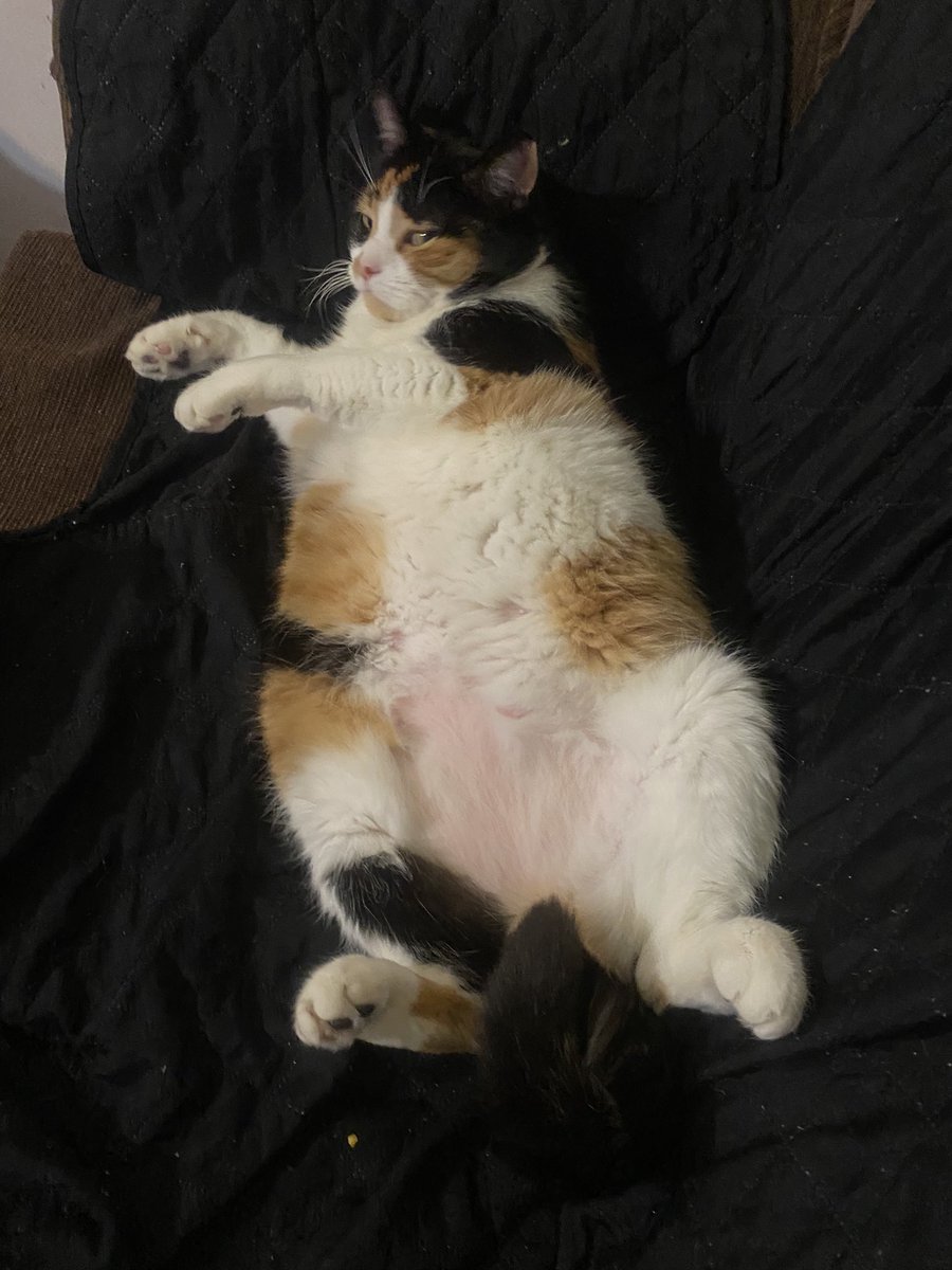 SadyMelly's tweet photo. @DescuentosRata #ElClubYLasRatas
mi gordita Chibi 🥹 https://t.co/O4I7bMShPj
