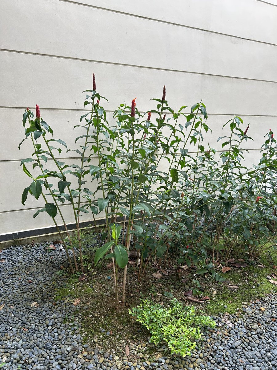 Institute for Mathematical Sciences at NUS tweet media