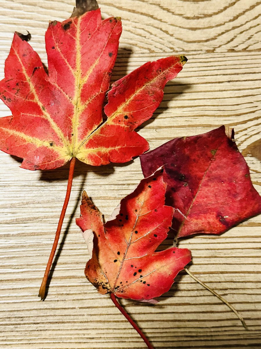 Might be common for some folk but rarely get the red and walked the entire yard.