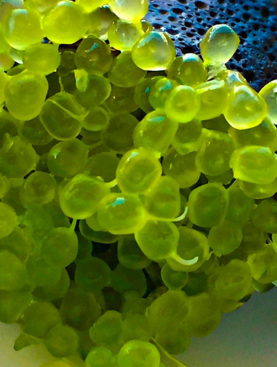 The Lime Caviar Company tweet media