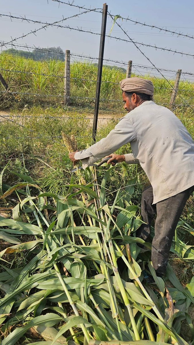 Vilas Tonapi (@vtonapi) on Twitter photo Good morning. Sorghum is the model crop that defines the realms of sustainable agriculture & climate resilience. It ensures Food for Food and Nutrition security, Feed and Fodder for Livestock nutrition, and Feedstock for Biofuel and Green Energy security. <a href="/AdvantaSeeds/">Advanta Seeds</a> Good morning. Sorghum is the model crop that defines the realms of sustainable agriculture & climate resilience. It ensures Food for Food and Nutrition security, Feed and Fodder for Livestock nutrition, and Feedstock for Biofuel and Green Energy security. <a href="/AdvantaSeeds/">Advanta Seeds</a>