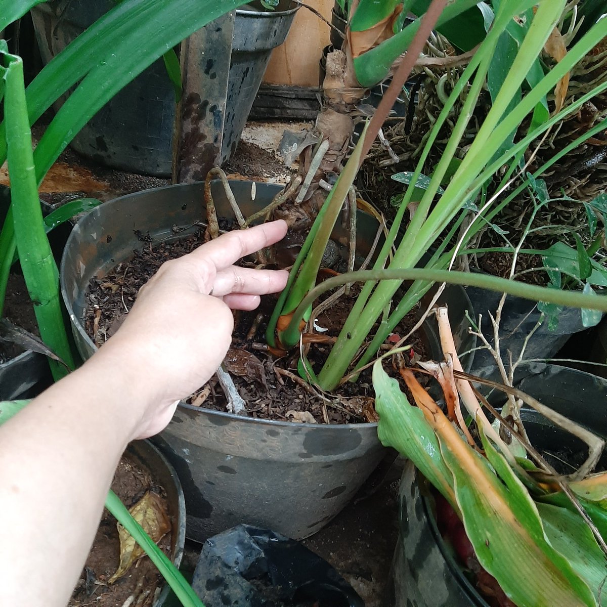 maminyatata's tweet photo. Indukannya ternyata bisa bertunas juga tanpa harus dipotong-potong dulu batangnya. https://t.co/T4eorFTx2J