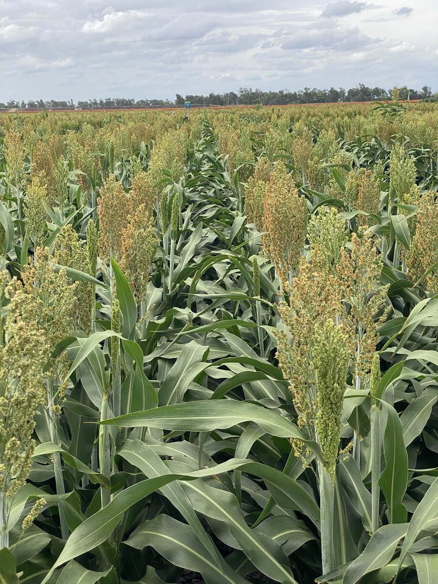 UQ Farming Systems Group (@queensland_fsr) on Twitter photo 50cm sown dryland sorghum yielding 12t/ha at Tosari Qld in 2024 outcompetes cotton in multiple fronts. We need reliable high yielding crop designs for grain sorghum, exporting biomass off the field is a terrible idea <a href="/QAAFI/">QLD Alliance for Agriculture & Food Innovation</a> <a href="/GRDCNorth/">GRDC North</a> 50cm sown dryland sorghum yielding 12t/ha at Tosari Qld in 2024 outcompetes cotton in multiple fronts. We need reliable high yielding crop designs for grain sorghum, exporting biomass off the field is a terrible idea <a href="/QAAFI/">QLD Alliance for Agriculture & Food Innovation</a> <a href="/GRDCNorth/">GRDC North</a>