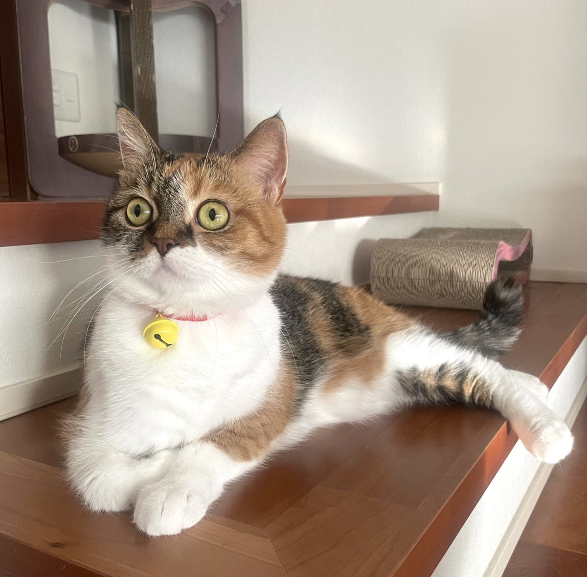 mugimedayoo's tweet photo. ごはんのおまけの "あの鈴" を試着！
似合いすぎでは...🥹👏

#猫  #cat #三毛猫 #あの鈴 https://t.co/0g1gDfXF5W