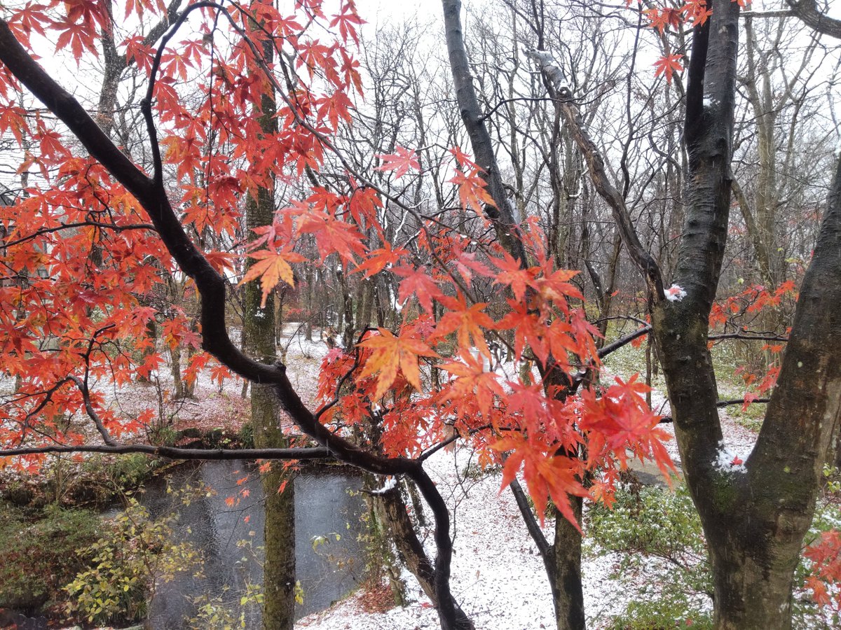 jidpassan's tweet photo. 初積雪。（まだノーマルタイヤ） https://t.co/WGZuLu8WVe