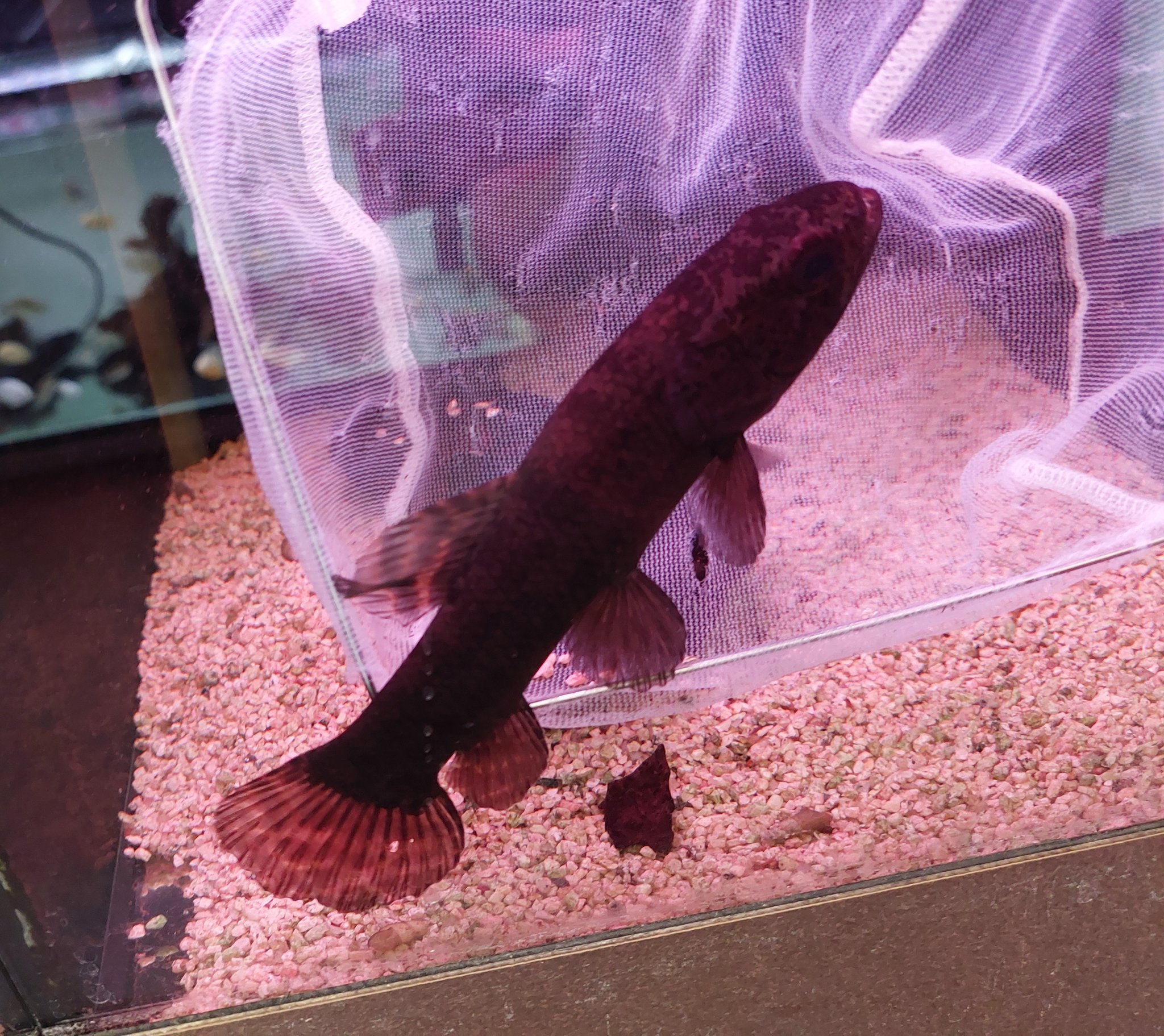 リミックス@春日井店 熱帯魚 on X: 