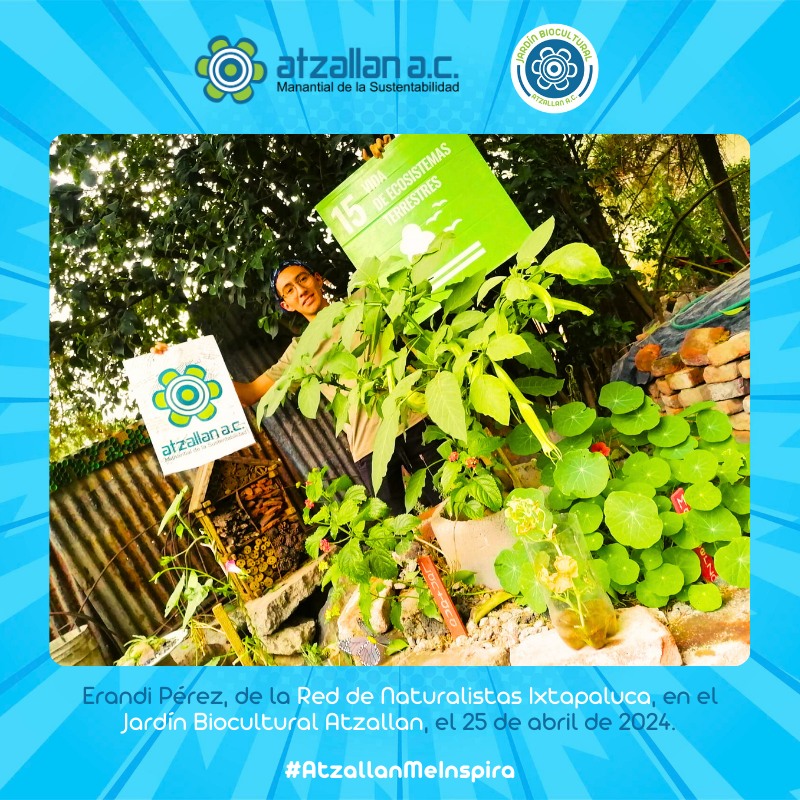 En el #Jardín #Biocultural #Atzallan recibimos el 25 de abril a nuestro amigo Erandi Pérez, de la Red de Naturalistas Ixtapaluca. ¡Muchas gracias por visitarnos!
#JardinBiocultural #AtzallanMeInspira 🍃🌼💦🐸🌎🦋💚
🌐🍃 Más información en: atzallan.org/jardin-biocult…