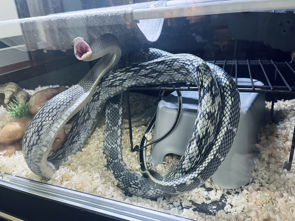 멋진 퍼랭이가 되어가고 있지만 여전히 탈피는 잼병