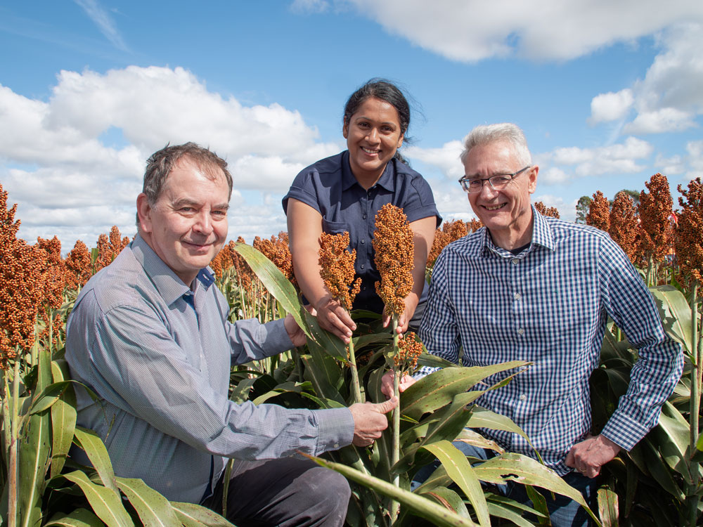 We are looking for a Senior Research Fellow (Crop Physiology) to work with our sorghum research group. This is a great opportunity to build an impactful career in a supportive research environment 5-year contract. tinyurl.com/yc7f6ekf