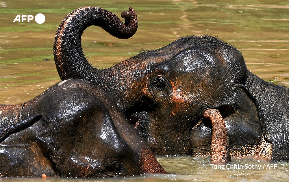 AFP's tweet photo. Conservationists in Laos are hoping DNA analysis of elephants' dung will help them track captive and wild tuskers, so they can secure a healthy genetic pool and craft an effective breeding plan to protect the species.

Read more: https://t.co/RdEqaJj74A https://t.co/17NDefgIYC
