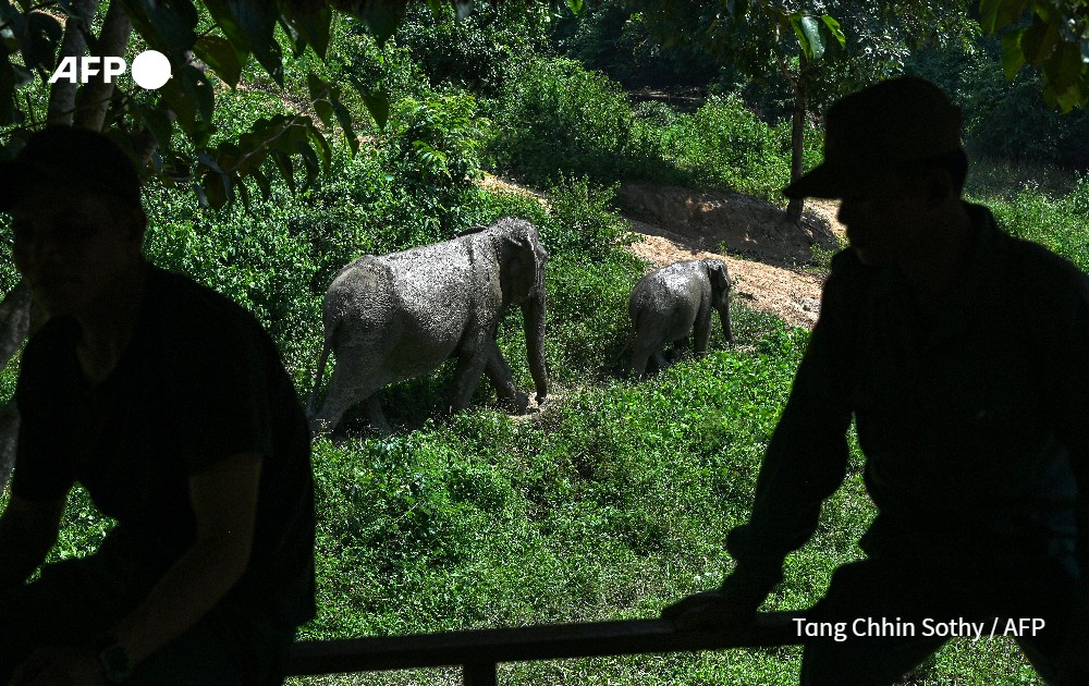 AFP's tweet photo. Conservationists in Laos are hoping DNA analysis of elephants' dung will help them track captive and wild tuskers, so they can secure a healthy genetic pool and craft an effective breeding plan to protect the species.

Read more: https://t.co/RdEqaJj74A https://t.co/17NDefgIYC