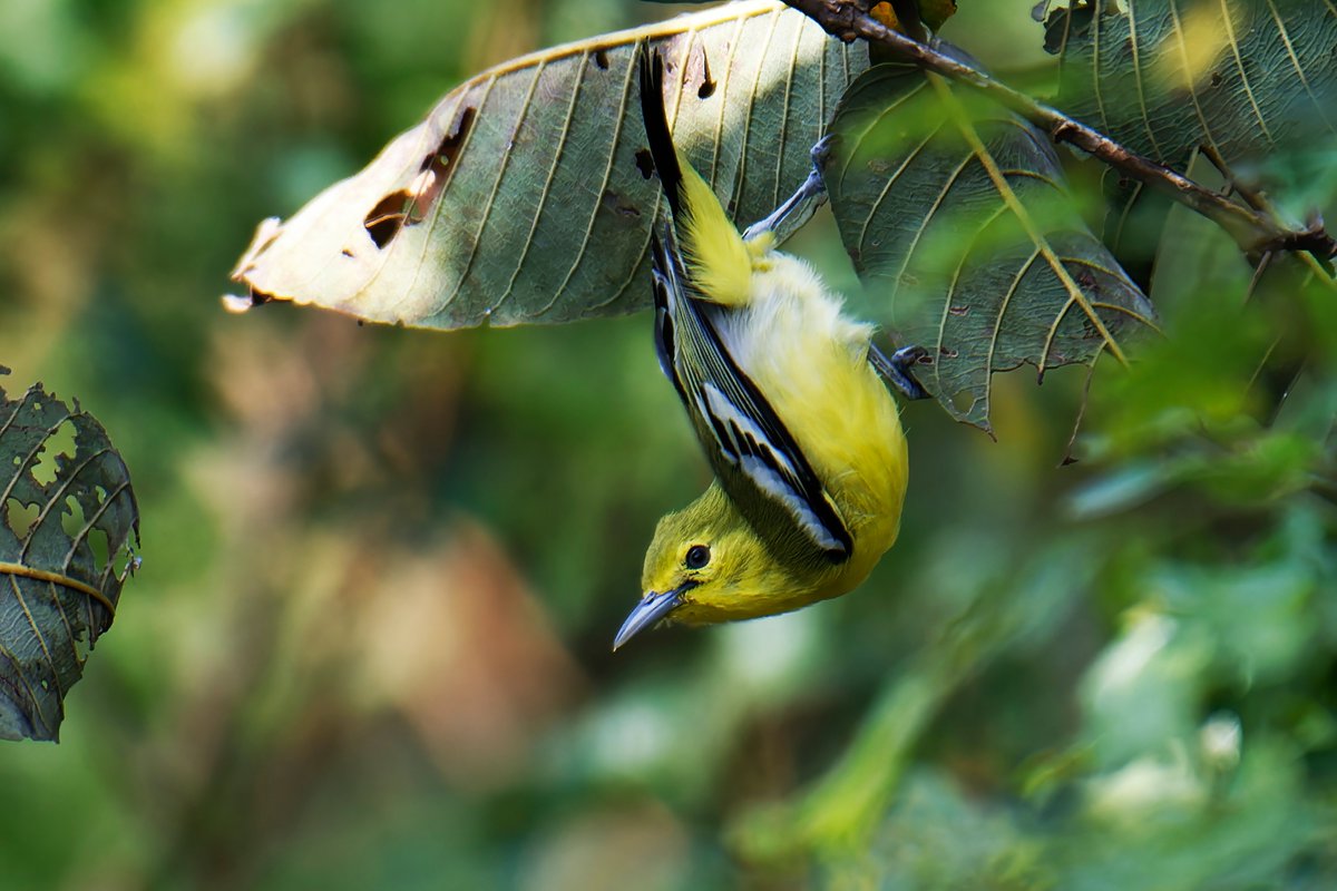 ShivaJmc12's tweet image. Early Morning exercise keeps your body fit! 

#Commoniora @pargaien #indiaves @Natures_Voice #ThePhotoHour #BBCWildlifePOTD @AnimalPlanet @NikonUSA @Discovery @BNHSIndia #BirdsOfTwitter #BirdsSeenIn2024 #NatGeoIndia @BBCEarth @WildlifeMag @worldatlas #Wildlife #photography