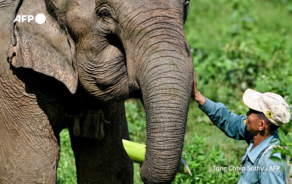 Conservationists in Laos are hoping DNA analysis of elephants' dung will help them track captive and wild tuskers, so they can secure a healthy genetic pool and craft an effective breeding plan to protect the species.

Read more: u.afp.com/59Rn
