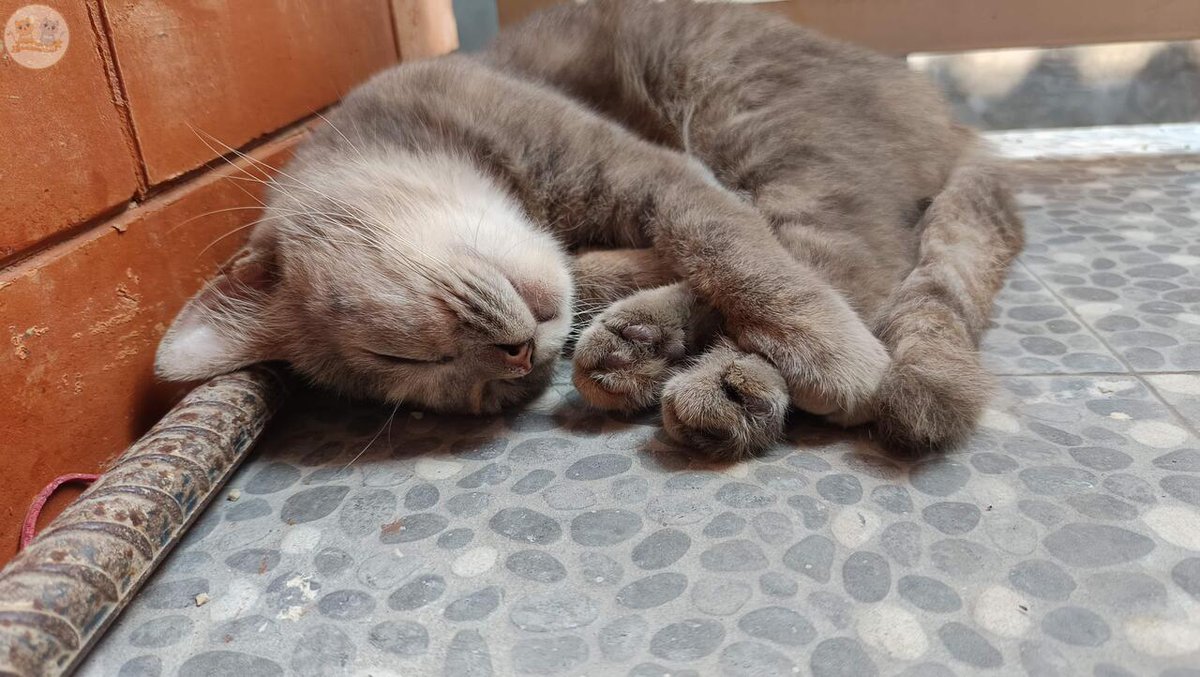 kochengfs's tweet image. Weekend enaknya tiduuurr 😴 ayo tunjukin kcg! Kalian yg lagi tidur itu