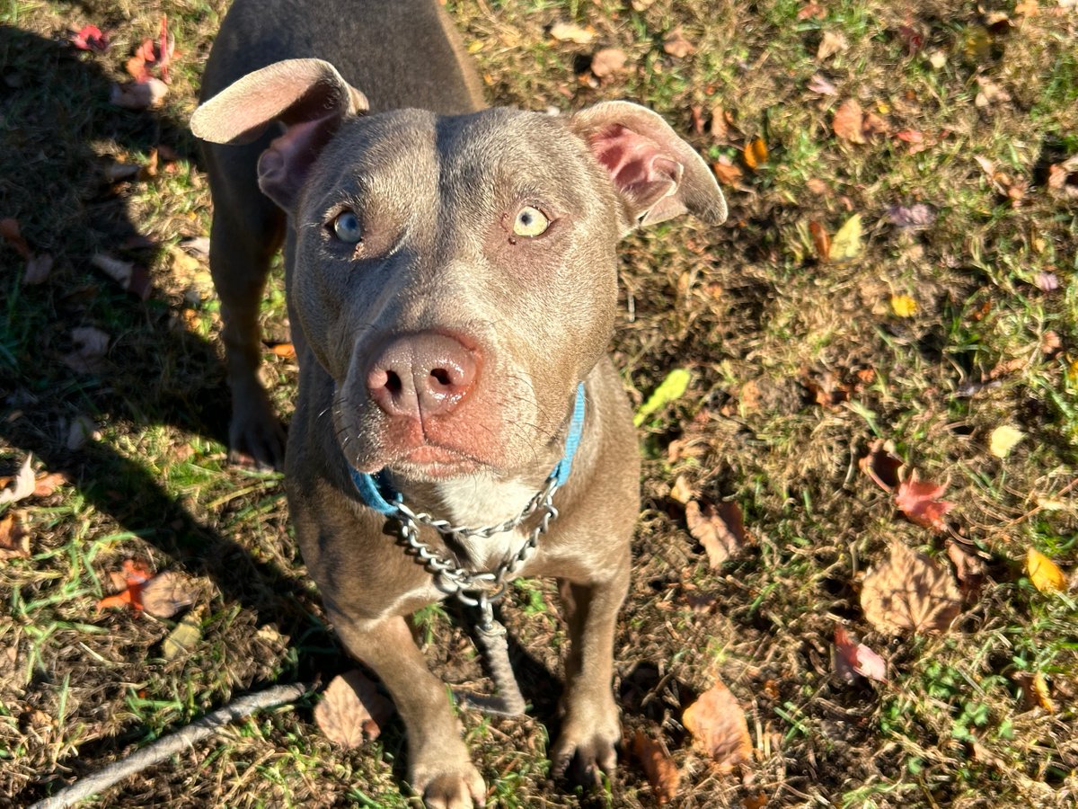 fotnhas's tweet photo. Fun DAISY is looking for her new home! She's around 2 and likes playing with toys. Daisy seems to get along with other dogs and has not been cat tested yet. She is a good girl who will bring a lot of happiness to her new home. https://t.co/SzwbweIAu9