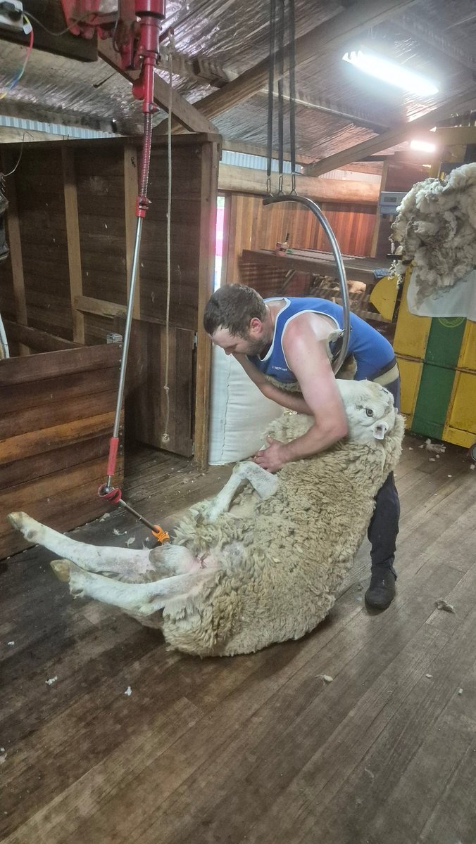 Shearing the boys this week. #whitesuffolk #valmastud #alshearing