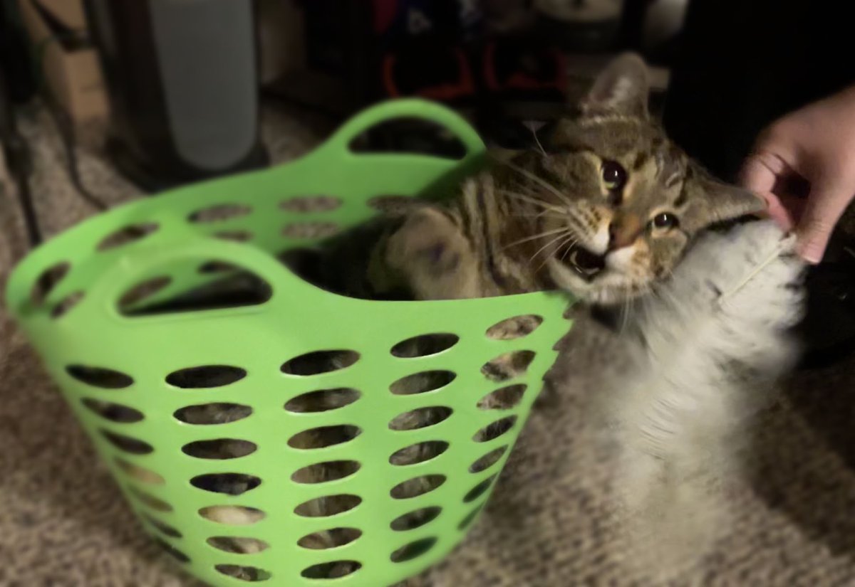 Gallivant still loves his basket. 
Particularly for playing in.