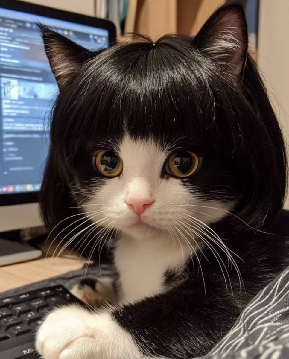Punch Cat tweet media