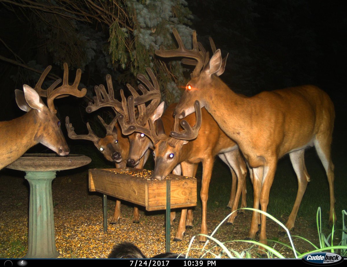 Trail_Cams's tweet photo. https://t.co/46e1aodV0A