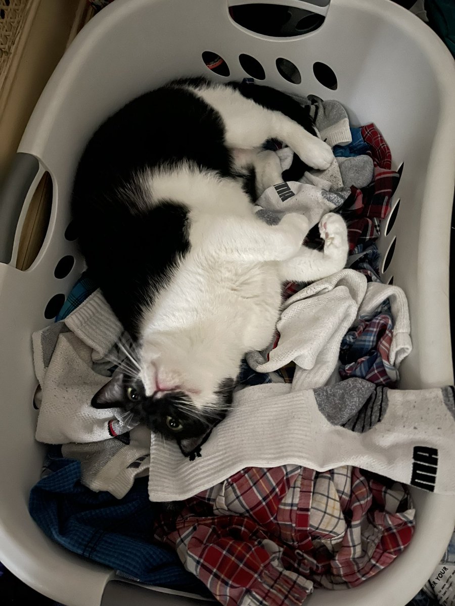 Hey y’all! I’m a little run down from the week so I gotta cancel tonight’s stream sadly. If I can, maybe I’ll hit you all with a surprise weekend stream to make up for it!! Have a wonderful night! Please enjoy this photo of Westley having a great time in a laundry basket.