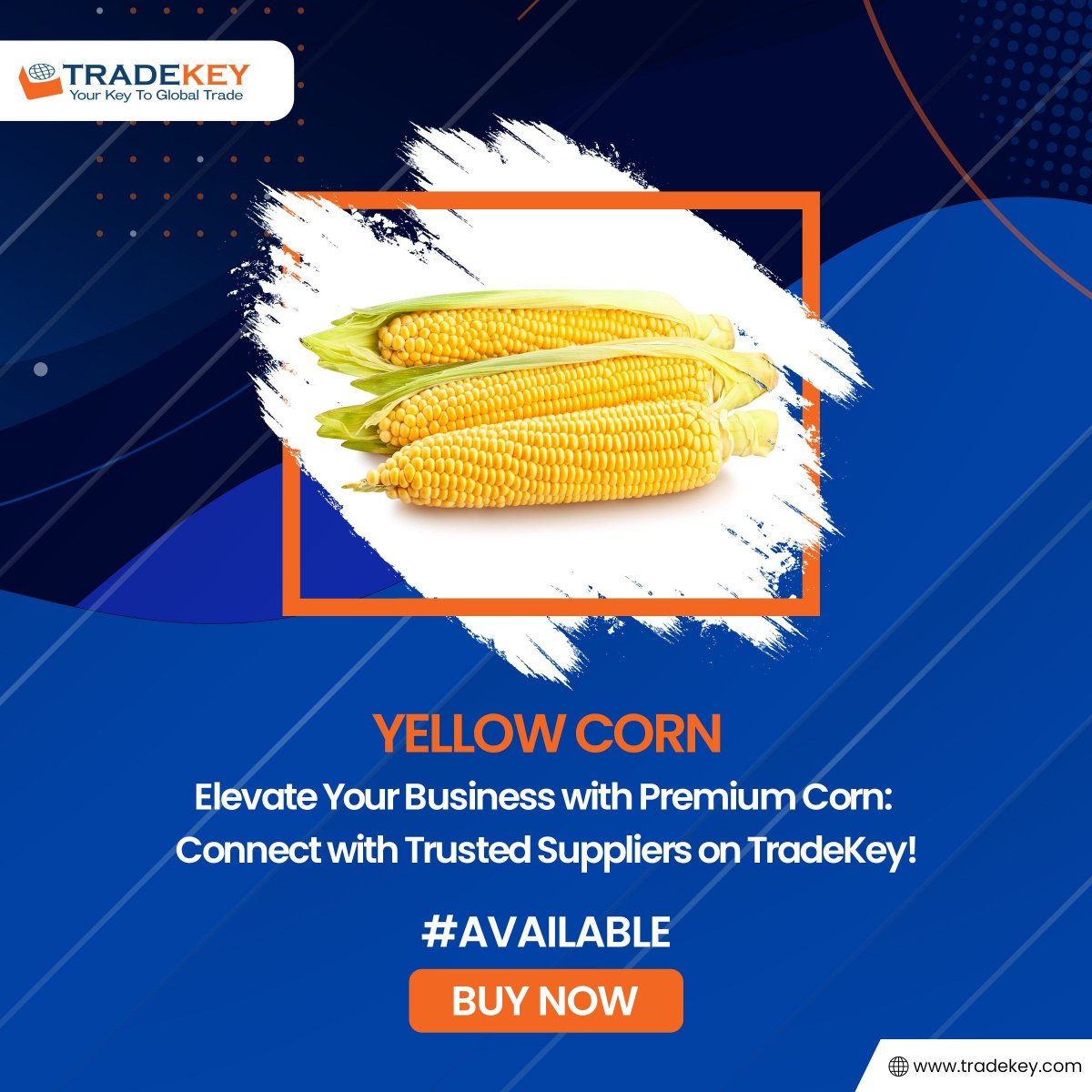 Join TradeKey to choose from a wide range of corn options that suit your budget and requirements
Buy Now:
tradekey.com/Yellow-Corn_pi… 
#yellowcorn #tradekey #agriculture #b2bmarketplace #cornproducts #sustainablefarming #healthyfood