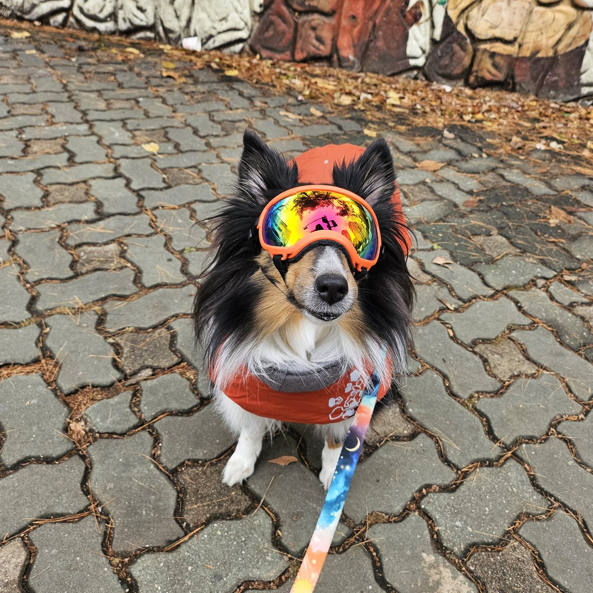 나 고글 씌우는거에 맛들렸더......개멋쟁이 우리개