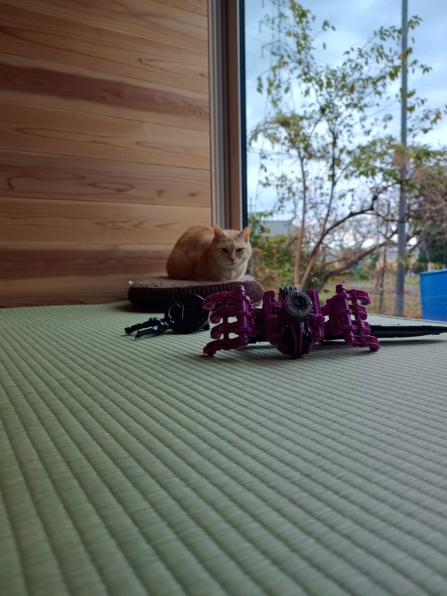 38_cat's tweet photo. みせてやろう、新品の畳と猫を！ https://t.co/lIEDeeMxso