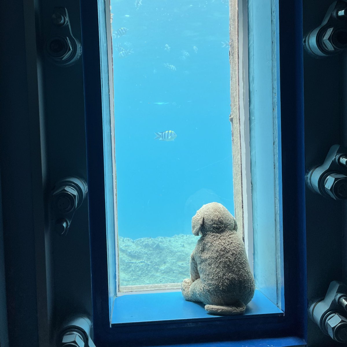 ポコ (@peronopoko) on Twitter photo 