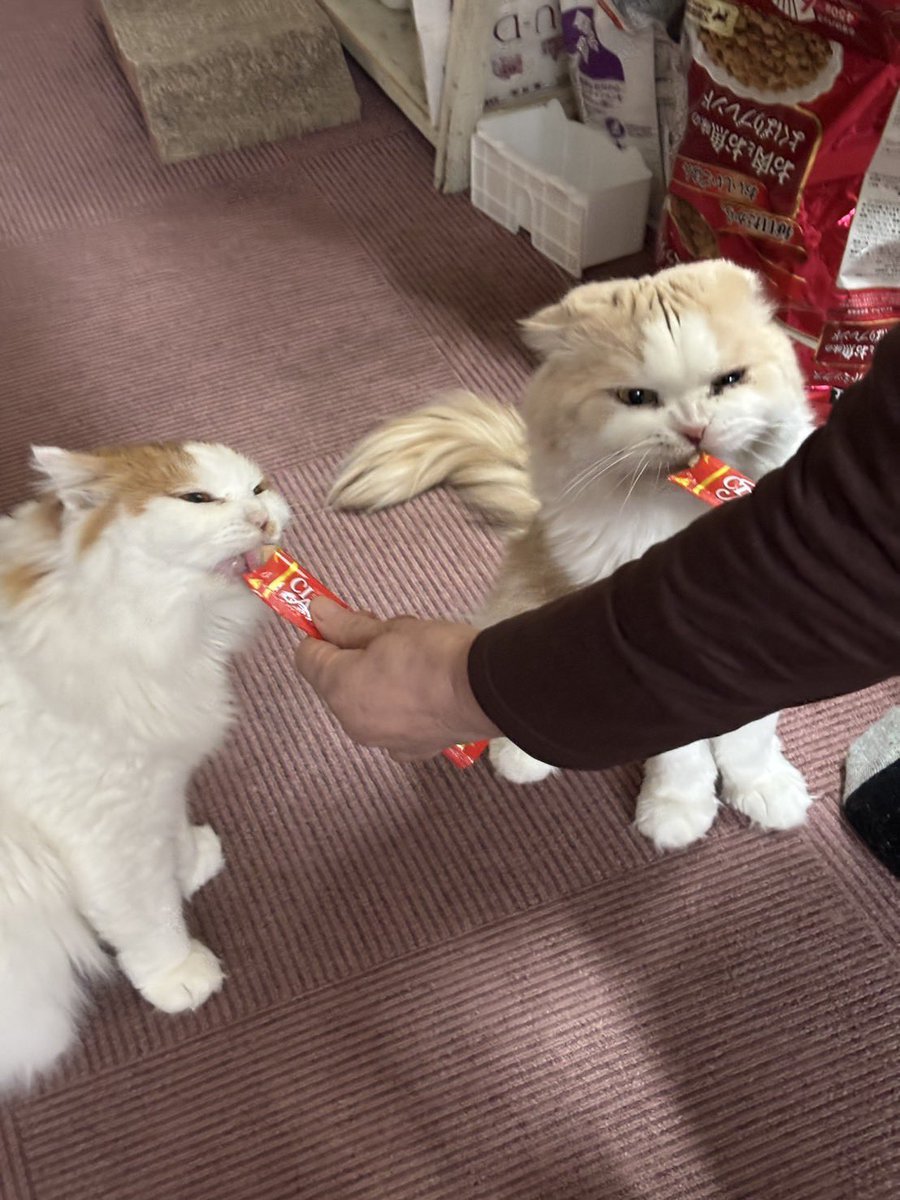 tachitaonsen's tweet image. 😺おやつタイム😾
週末限定スィーツ🥧の
話題をしたので、

ライちゃんとトラちゃんの
ちゅーるタイムもお届け
もしかしたら、
初公開…ですよね？

#館田温泉
#保護ねこ