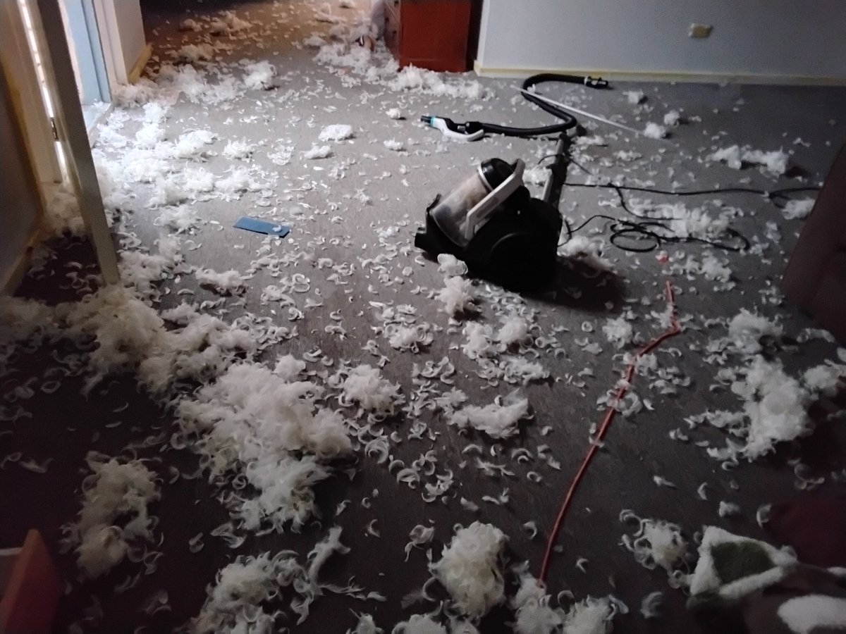 It looks like Gonzo fucked a few chickens in my house.