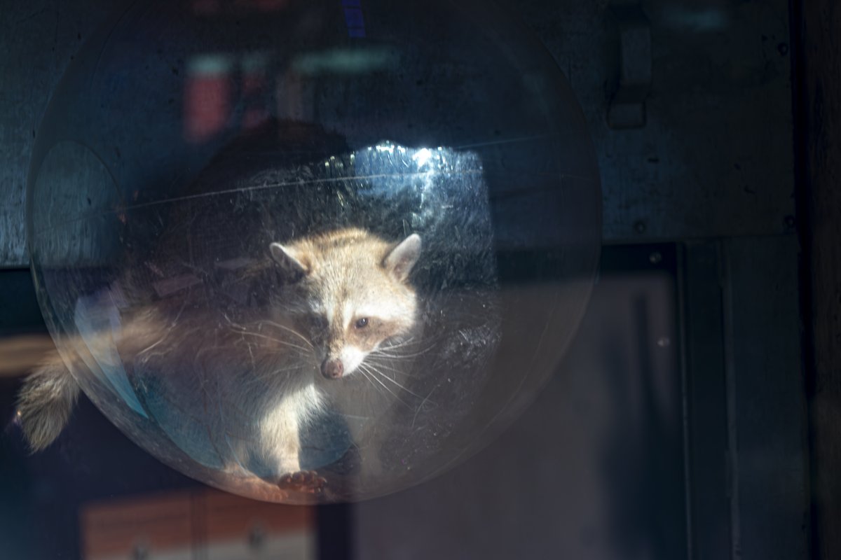DenverZoo's tweet image. Turns out Glinda isn't the only one coming &amp;amp; going by bubble! 🫧🩷💚 Earlier this year, our dedicated team installed a custom bubble as a resting spot for our leucistic rescued raccoon sisters. Let us be glad, grateful &amp;amp; rejoicify in this enrichment win! #DenverZoo #WickedMovie