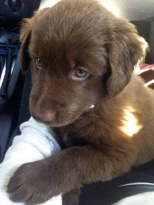 Wife and I got our first puppy today. Here he is on his first ride home. Meet Eugene Jeans. He’s already vomited on my wife and had diarrhea on our white carpet, but we’re gonna love him so hard. This eyes 🥺❤️