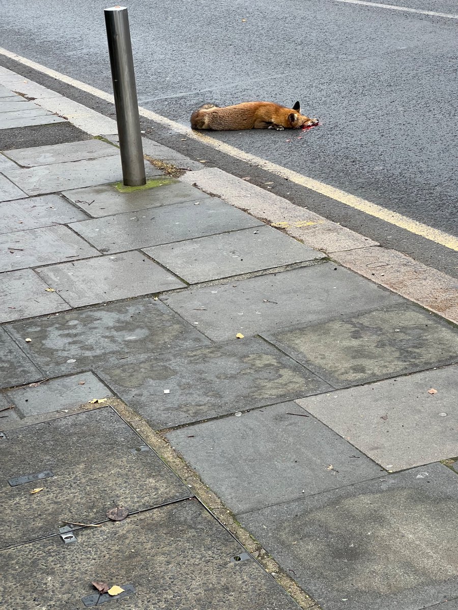 Lordship Lane at Gladstone Ave N22 <a href="/VeoliaUK/">Veolia | UK</a> can this poor fox be picked up. Another victim of speeding vehicles. Sad.