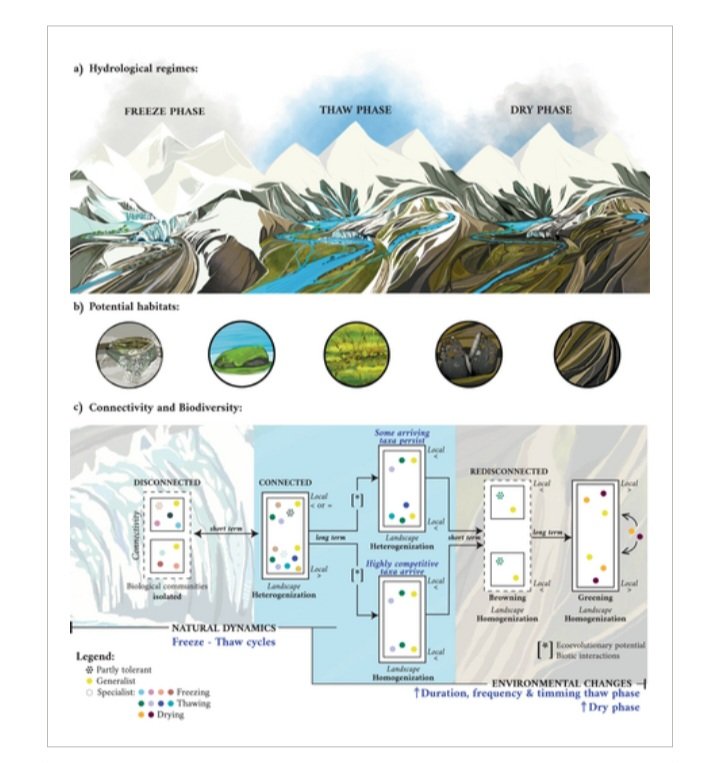 Happy to share our new perspective article in <a href="/GlobalChangeBio/">Global Change Biology</a> 

(Dis)connecting the Globe Through Water-Driven Ecological and Biogeochemical Corridors in the Polar-Alpine Biome
 onlinelibrary.wiley.com/doi/10.1111/gc…

We highlight the risk of biotic homogenization <a href="/asundelosrios/">Asuncion</a> #Hurtado