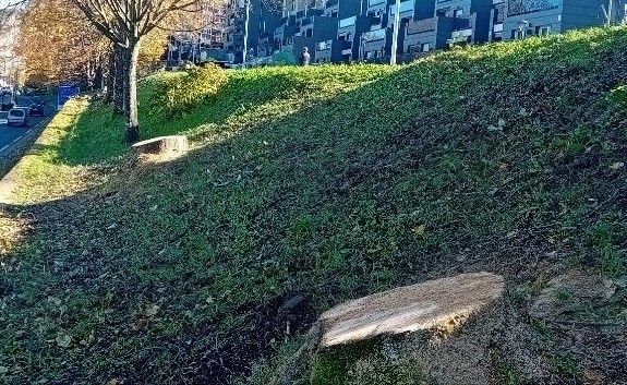 IrunNosMata's tweet photo. Tras la caída de un #Tilo por el viento, el #Arboricida @Irun_informa, como represalia y castigo, tala otros 4.
Son los #Netanyahus de los #Árboles.
Esos grandes #Tilos eran enamorados guardianes, poetas del agua y del paso tiempo, símbolos, seña de identidad y orgullo de #ARTIA. https://t.co/ndOTDHGwOb