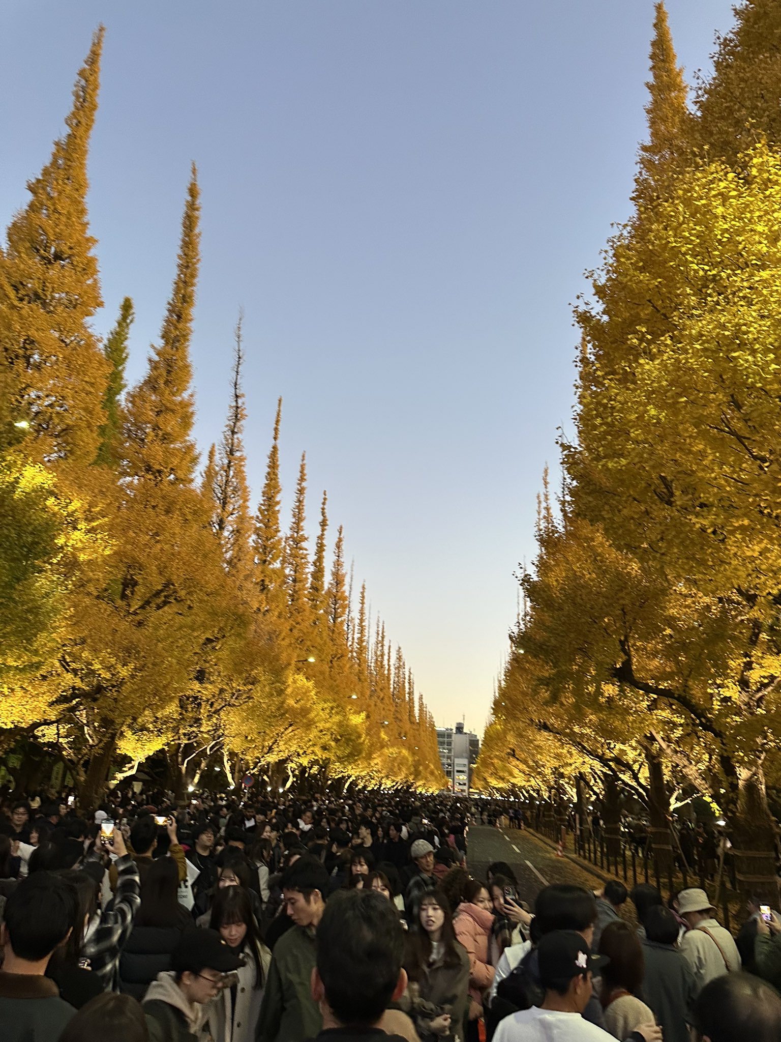 明治神宮外苑 - Search / X