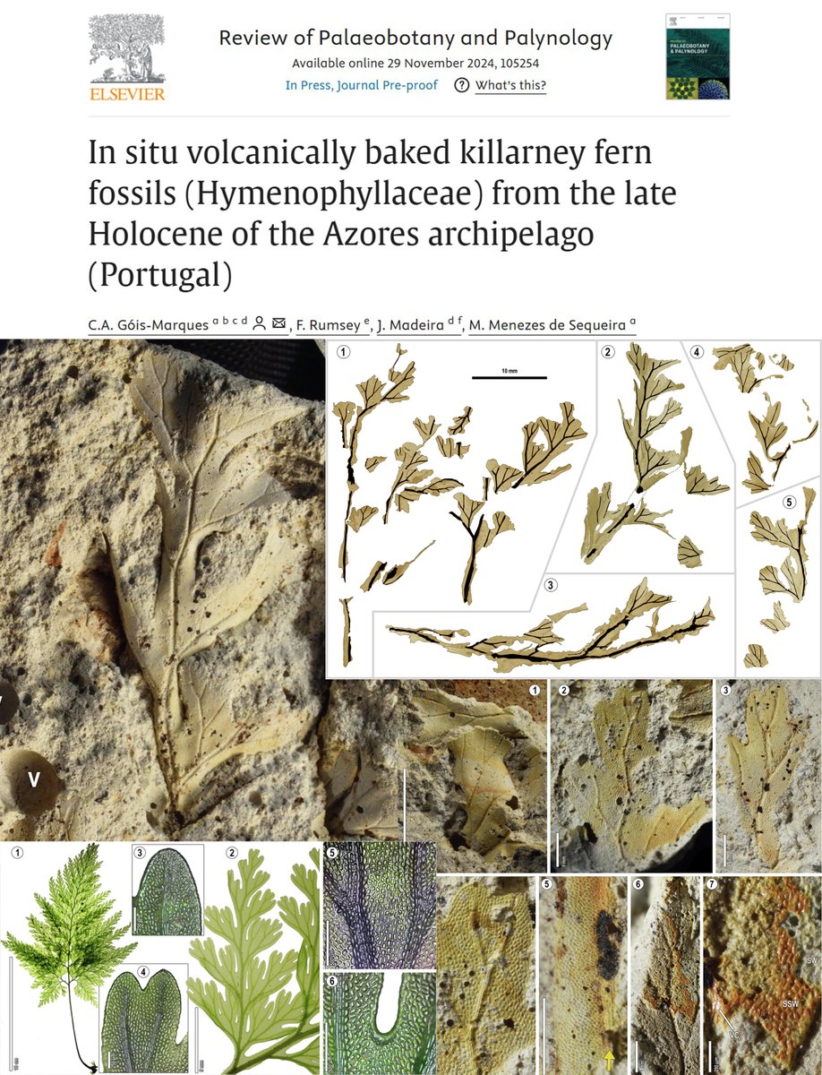 CGoisMarques's tweet image. New contribution😃:
Góis-Marques &amp;amp; al. in press | In situ volcanically baked killarney #fern #fossils (#Hymenophyllaceae) from the late #Holocene of the #Azores archipelago (#Portugal) | Review of #Palaeobotany and Palynology 105254: doi.org/10.1016/j.revp…
#Macaronesia  #Botany